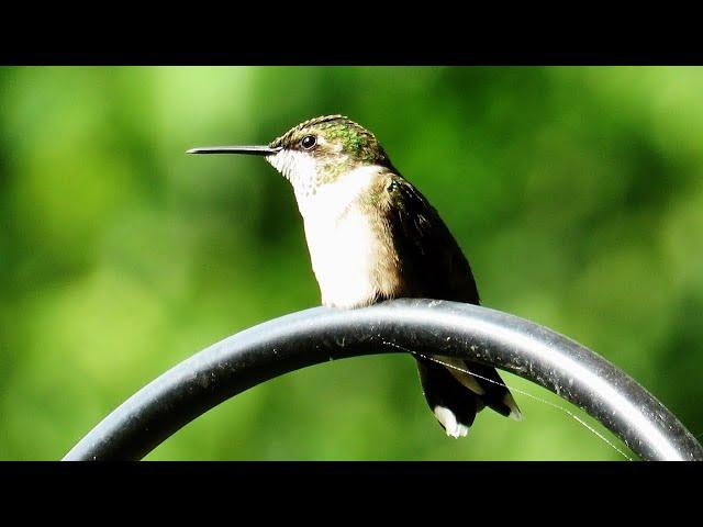 Female Ruby Throated Hummingbird