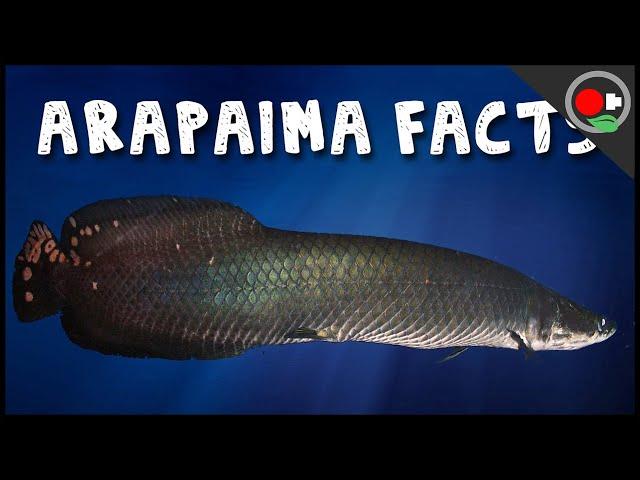 5 Facts About the Arapaima / Pirarucu