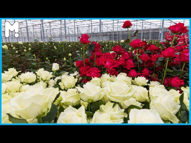  Modern Roses Farming and Harvesting Agriculture Technology - Growing Roses Flowers in Greenhouse