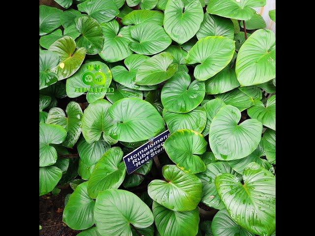 Homalomena Rubescens। A Beautiful Indoor Plant at Agri Aqua Bd।