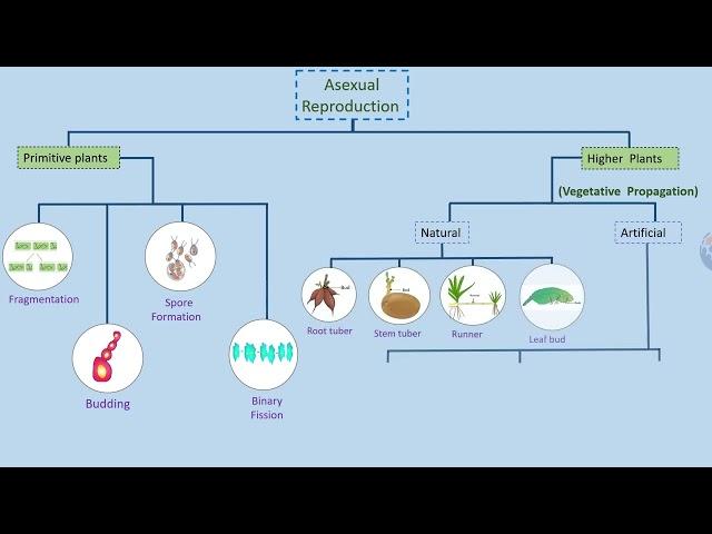 Modes of reproduction