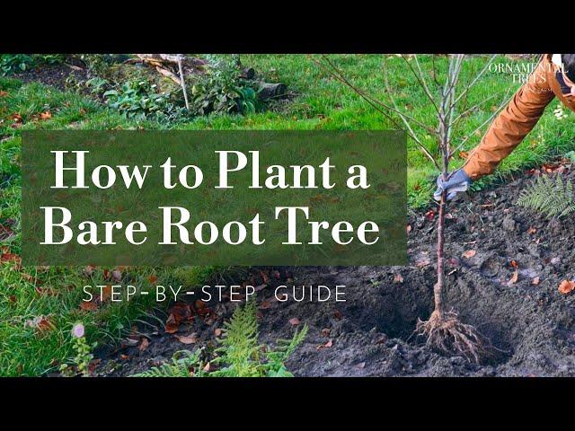 How to Plant a Bare Root Tree (Step-by-Step Guide) | Tree 101