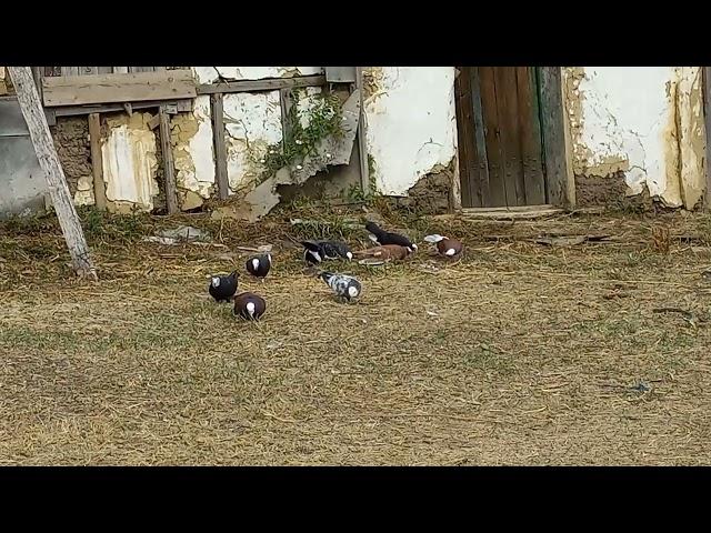 #Pigeons. Свободу голубям !!!