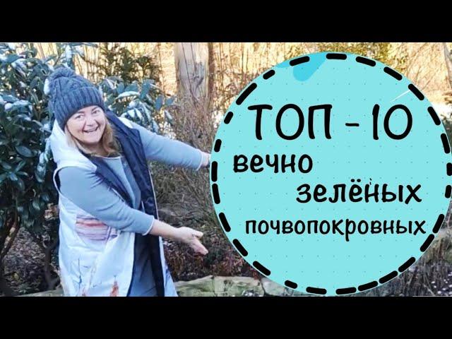 ️ТОП 10 вечнозелёных почвопокровных растенийСад без сорняковУдачные сочетания ️декабрь 22