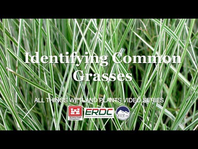 Identifying Common Grasses