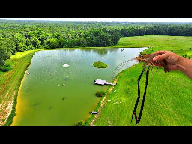 Releasing the Prawns into the 5 Acre Pond! (Big Surprise)