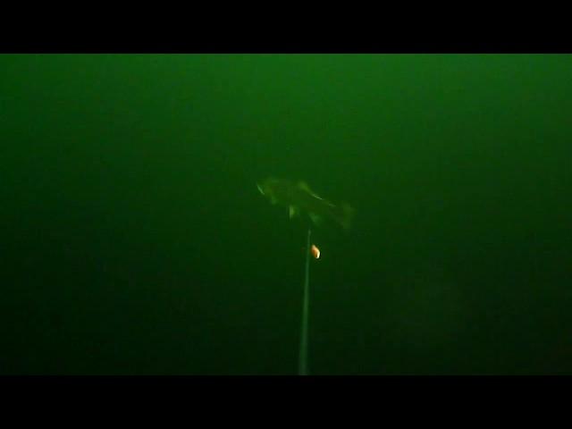 rainbow trout follows apex ( Hot Spot) fishing lure - Water Wolf Clip