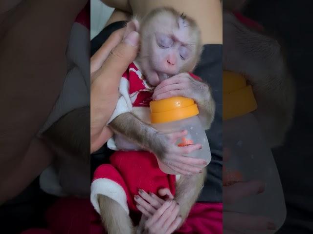 Cute monkey Chip sleep