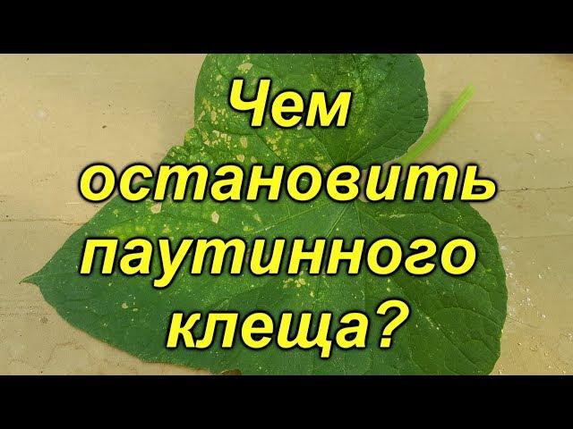 Паутинный клещ не пройдёт!!!- самые эффективные препараты против клеща.