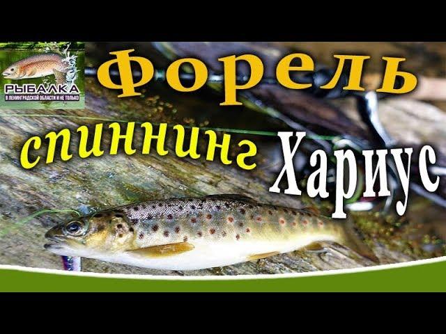 Trout on spinning. Grayling fishing. Fishing in the Leningrad region. AUGUST 2019.