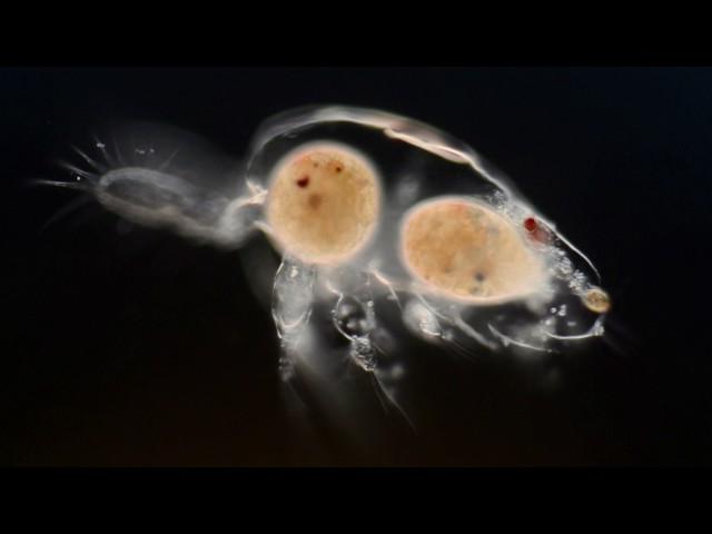 A Journey Inside the Micro-world | Wim van Egmond | TEDxGateway