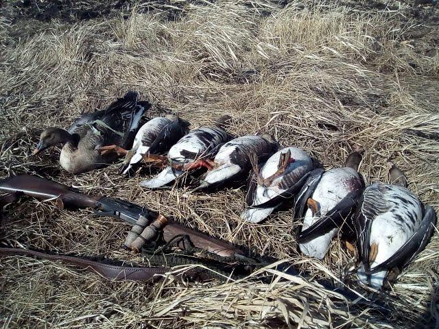 гусиная охота 2019.сборник лучших моментов.goose hunting 2019.collection of the best moments.