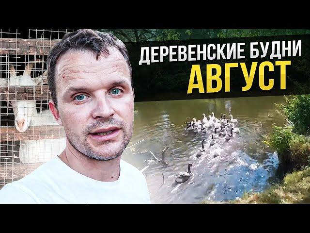 Деревенские будни. Август.