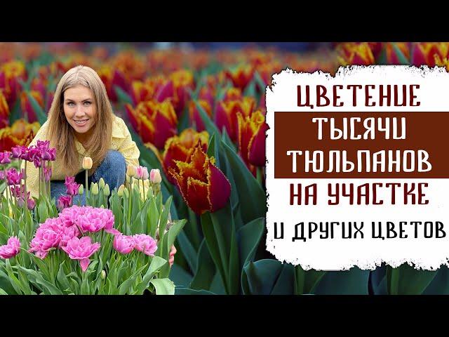 ЦВЕТЕНИЕ ТЫСЯЧИ ТЮЛЬПАНОВ НА МОЁМ УЧАСТКЕ ВЕСНОЙ + ДРУГИХ ЦВЕТОВ