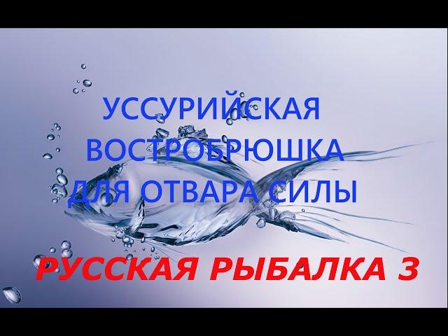 Русская рыбалка 3. Ловля Уссурийской Востробрюшки для отвара силы.