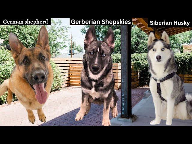 Want a Loyal Companion? Meet the Gerberian Shepsky Mix