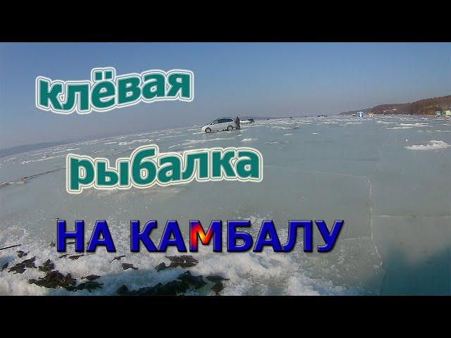 Клёвая рыбалка на камбалу в Тавричанке, Амурский залив.