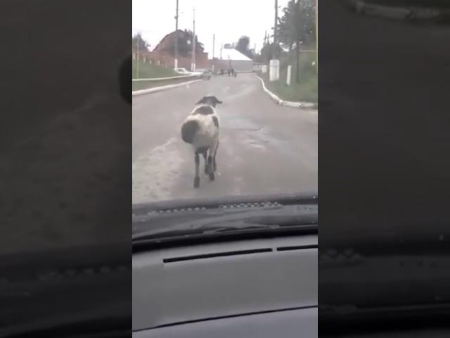 Современный баран. Красивая попа.