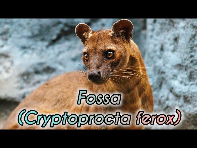 Fossa: El Depredador más Letal de Madagascar