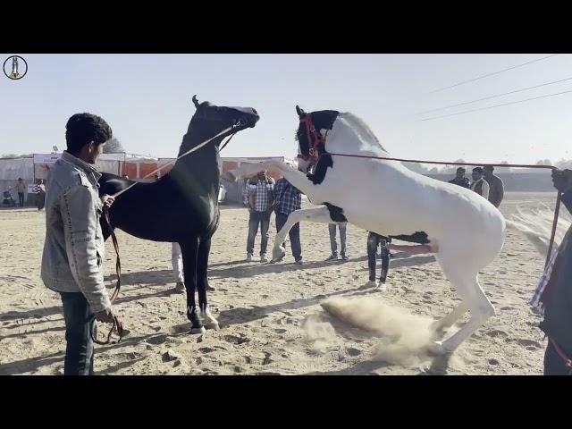 MARWARI HORSE SHOW RANSI GAON 2023 RAJASTHAN || VLOG TOUR VIDEO ||