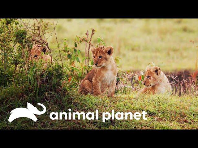 Leoa busca um filhote que se perdeu da alcateia de leões | Os reis da selva | Animal Planet Brasil