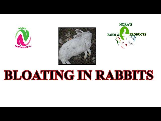 BLOAT IN RABBITS. PREVENTION AND CARE. Gastrointestinal (GI) Tract disease.