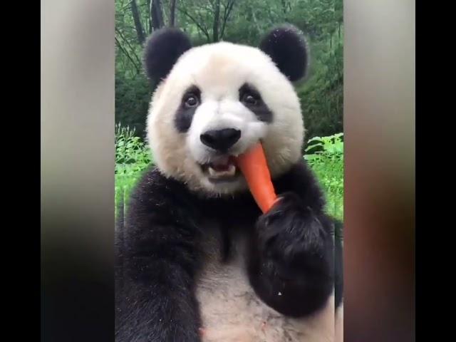 Panda's Breakfast. Завтрак Панды