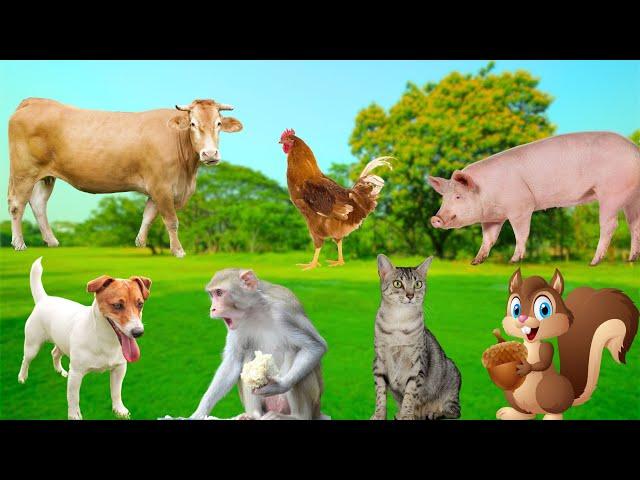 Friendly Animals - Squirrel, Cow, Dog, Goat, Cat, Chicken, Monkey, Dolphin, Pig - Animal Moments