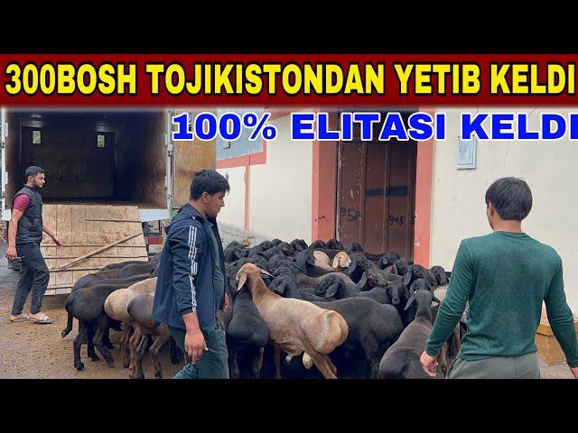 300-BOSH TOJIKISTON ELITA XISSORI QOCHQOR VA SOVLUQLAR YETIB KELDI