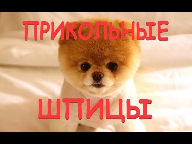 Прикольные Шпицы - 24.10.2018