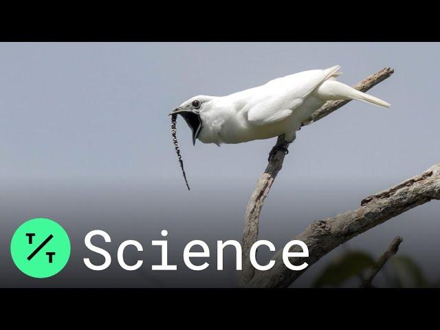 White Bellbird: Listen to the World's Loudest Bird