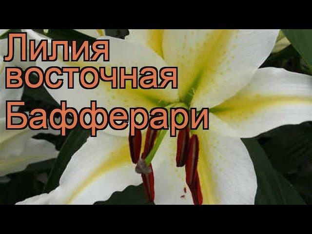 Лилия восточная Бафферари (lilium oriental bafferari)  обзор: как сажать, луковицы лилии Бафферари