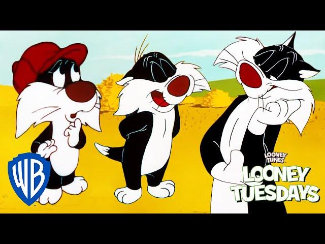 Looney Tuesdays | Sylvester Has a Son?? | Looney Tunes | WB Kids