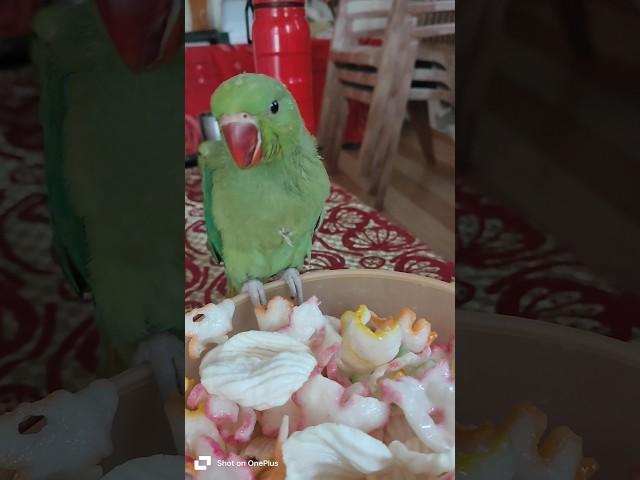 Parrot Singing Song| #song #shorts #share #viral #video #reels #reel #fun #funny #explore #parrot