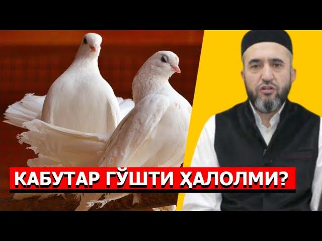 Kabutar go'shti halolmi? | Muhammad Ayyubxon domla