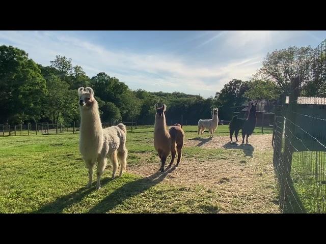 Llama alarm call. Two llamas can be heard sounding the alarm.