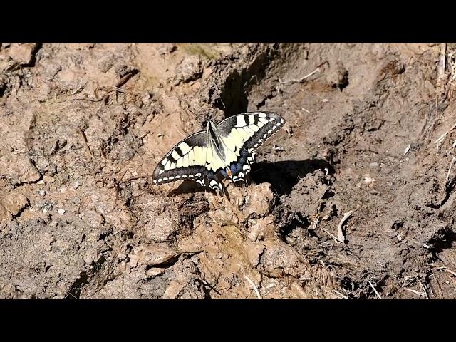 Papilio machaon - Swallowtail (Linnaeus, 1758)