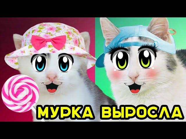 КОШКА МУРКА ВЫРОСЛА! СМЕШНОЙ КОТ МАЛЫШ и КОШКА МУРКА - СМЕШНЫЕ КОТЫ! 3 СМЕШНЫХ КОТА И КРОЛИК БАФФИ