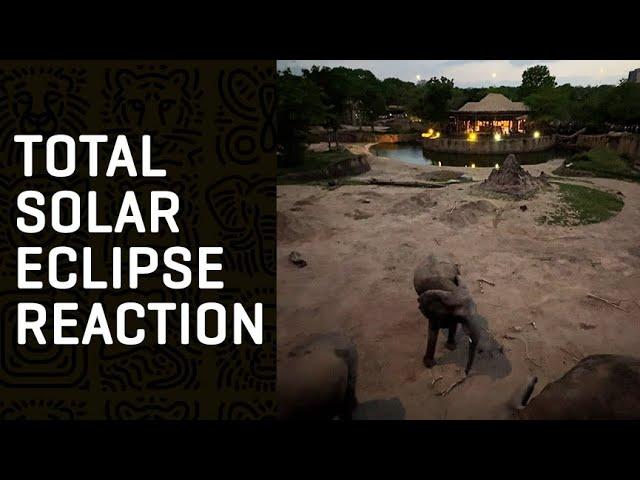 Dallas Zoo ANIMALS React During Total Solar Eclipse