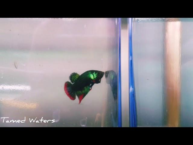 Green form of wild Betta Imbellis