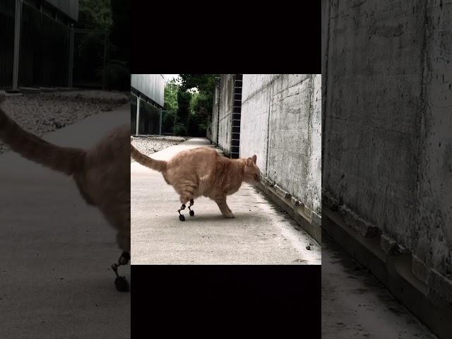 CAT with Artificial Feet