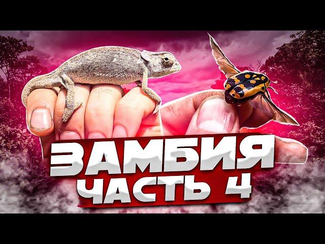 Замбия. Часть 4: Дикая Мучинга. Царство насекомых. Самая опасная дорога страны. Африканский рынок