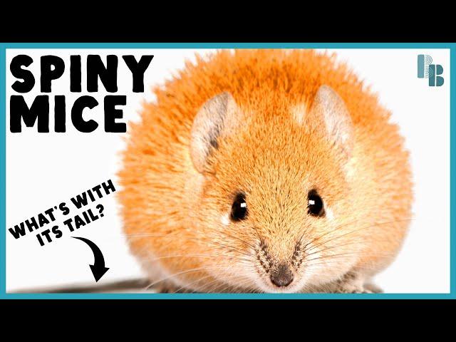 Spiny Mice Have Bones in Their Skin