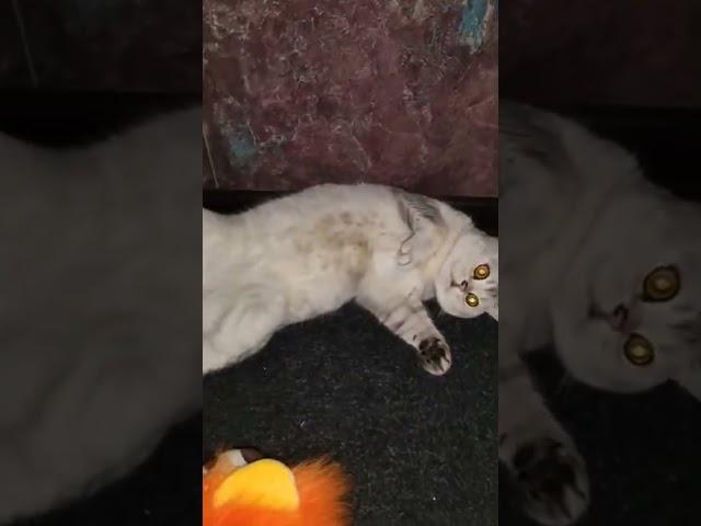 Шерстяные яйца