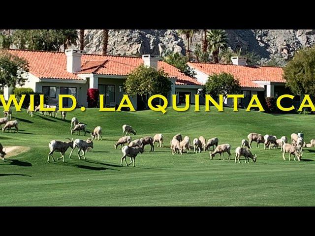 La Quinta CA   A perfect day - Golf PGA West, Big Horns  and Haboob’s  Ep 14 Going Walkabout