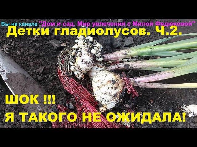 Детки гладиолусов за один сезон стали огромные.  Просто ШОК! Даже не ожидала.