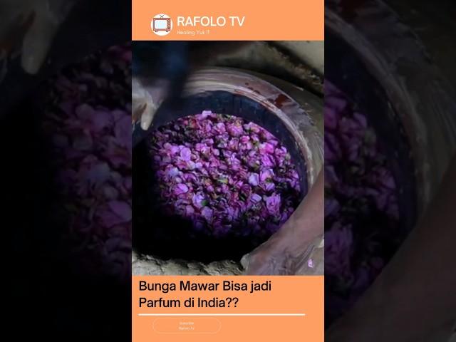 Parfum India Yang Terbuat Dari Bunga Mawar ? #shorts #parfum #bungamawar #shortvideo #india