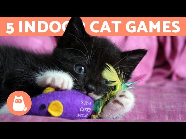 5 GAMES to ENTERTAIN Your CAT at HOME 