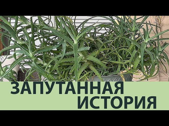 Как рассадить взрослый куст Алоэ и не загубить его