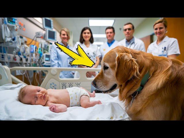 A mysterious dog breaks into a hospital and does the unthinkable to a child in a coma!